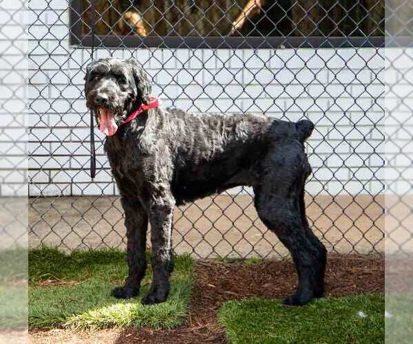 Medium Photo #4 Poodle (Standard)-Retriever  Mix Puppy For Sale in Kennesaw, GA, USA