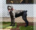 Small #3 Poodle (Standard)-Retriever  Mix