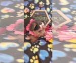 Small Photo #10 Yorkshire Terrier Puppy For Sale in AKRON, OH, USA