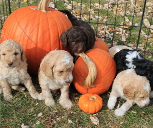 Poodle (Miniature)-Poodle (Standard) Mix Litter for sale in EAU CLAIRE, WI, USA