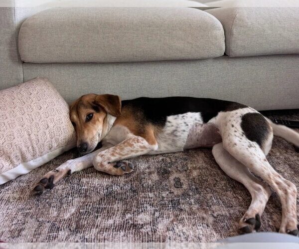 Medium Photo #3 Beagle-Unknown Mix Puppy For Sale in Lakewood, CO, USA