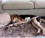 Small Photo #3 Beagle-Unknown Mix Puppy For Sale in Lakewood, CO, USA