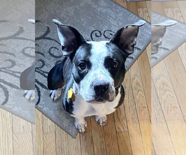 Medium Photo #1 Mutt Puppy For Sale in Rockville, MD, USA