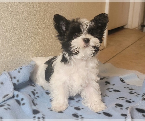 Medium Photo #1 Morkie Puppy For Sale in TUCSON, AZ, USA