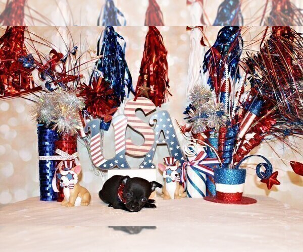 Medium Photo #105 Chihuahua Puppy For Sale in CHARLESTON, AR, USA