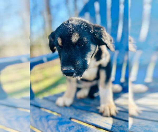 Medium Photo #2 Australian Shepherd-Unknown Mix Puppy For Sale in Pacolet, SC, USA