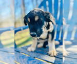 Small #1 Australian Shepherd Mix