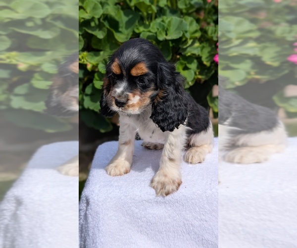 Medium Photo #7 Cocker Spaniel Puppy For Sale in GOSHEN, IN, USA