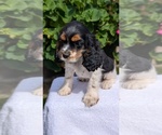 Small #6 Cocker Spaniel