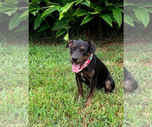 Medium Photo #3 Mutt Puppy For Sale in San Leon, TX, USA