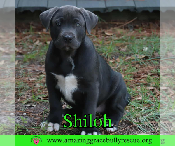 Medium Photo #2 American Pit Bull Terrier-Unknown Mix Puppy For Sale in Pensacola, FL, USA