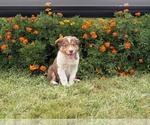 Small #1 Border Collie-Bordoodle Mix