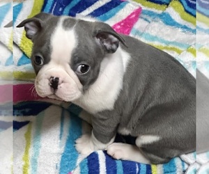 Boston Terrier Puppy for sale in FLINT, MI, USA
