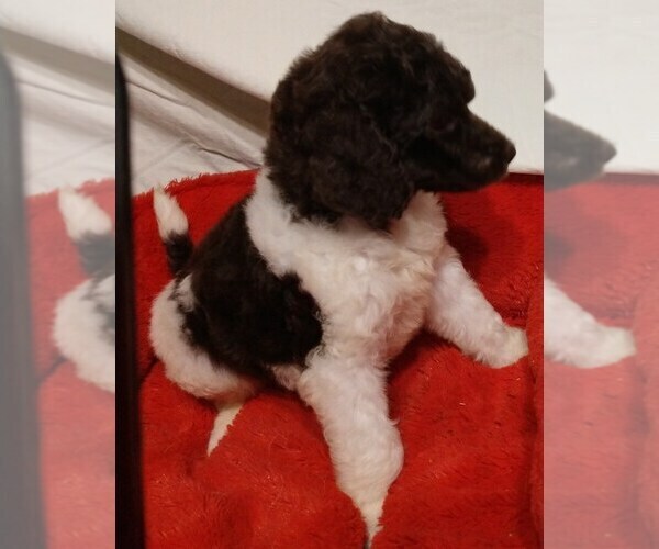 Medium Photo #1 Poodle (Standard) Puppy For Sale in MARION, TX, USA