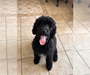 Poodle (Standard) Puppy for sale in EXETER, CA, USA