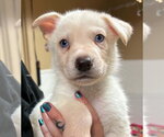 JJ - Male Siberian Husky Dog for Adoption - Small photo