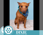 Small #3 Feist Terrier Mix