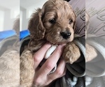 Puppy 3 Cock-A-Poo