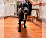 Small #11 Shepweiller
