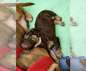 Cheri- Belles & Beau Litter - Female American Staffordshire Terrier-Unknown Mix Dog for Adoption - Photo #7