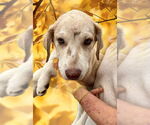 Small #1 Catahoula Leopard Dog Mix