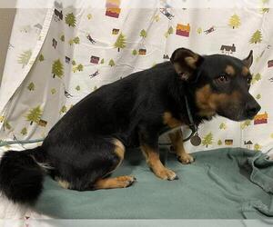Cardigan Welsh Corgi-Unknown Mix Dogs for adoption in Modesto, CA, USA