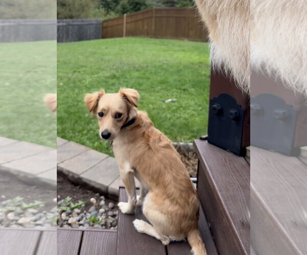Medium Photo #3 Papillon-Unknown Mix Puppy For Sale in St. Louis Park, MN, USA