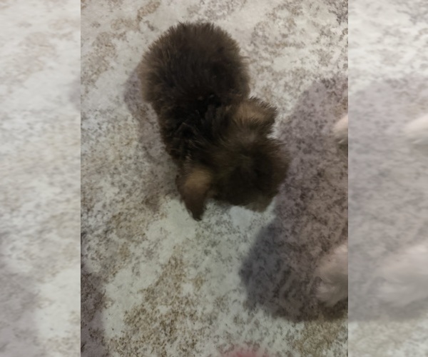 Medium Photo #4 Mal-Shi Puppy For Sale in DINWIDDIE, VA, USA