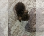 Small Photo #10 Mal-Shi Puppy For Sale in DINWIDDIE, VA, USA