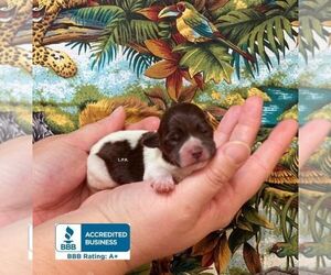 Schnoodle (Miniature) Puppy for sale in WINNSBORO, LA, USA