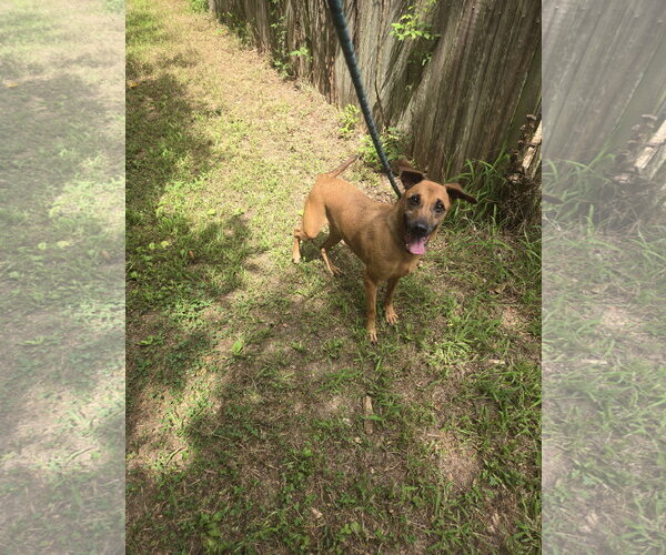 Medium Photo #5 Black Mouth Cur-Carolina Dog Mix Puppy For Sale in Jackson, MS, USA