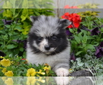 Puppy Willow Pomeranian