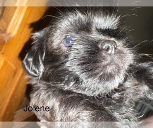 Medium Shih Apso