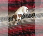 Small Photo #7 Jack Russell Terrier Puppy For Sale in TREZEVANT, TN, USA
