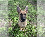 Small #9 German Shepherd Dog