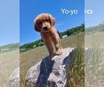Puppy YoYo Golden Retriever