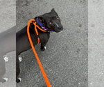 Small #3 American Staffordshire Terrier Mix