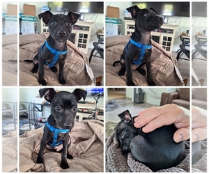Rat-Cha Puppy for sale in OLALLA, WA, USA