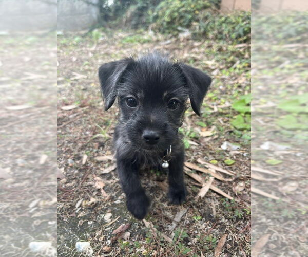 Medium Photo #2 Mutt Puppy For Sale in Dana Point, CA, USA