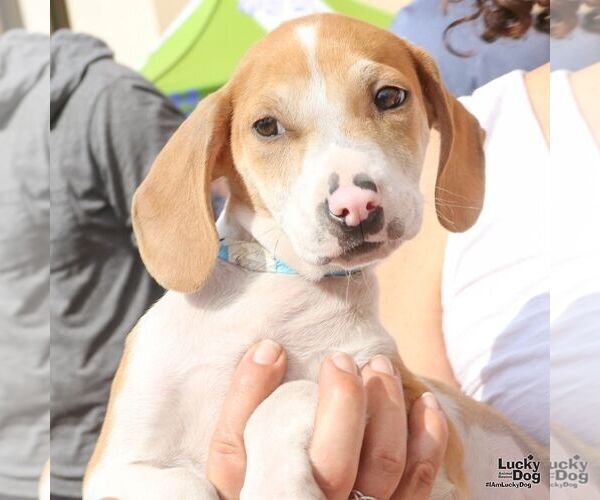 Medium Photo #3 Mutt Puppy For Sale in Washington, DC, USA