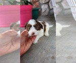Puppy Alexi Shih-Poo