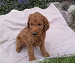 Puppy Quinn Irish Doodle