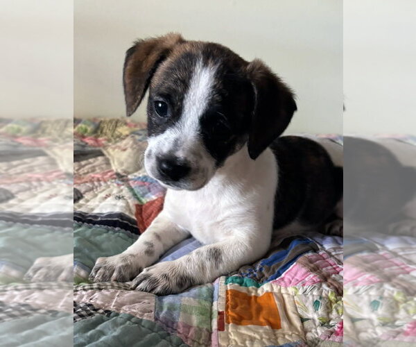 Medium Photo #2 Black Mouth Cur-Dachshund Mix Puppy For Sale in Royal Palm Beach, FL, USA