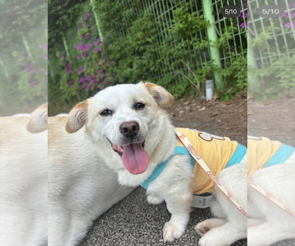 Medium Photo #1 Chihuahua-Unknown Mix Puppy For Sale in Agoura Hills, CA, USA