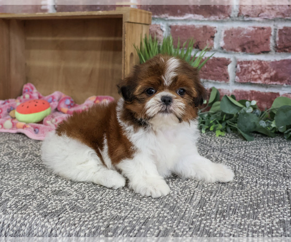 Medium Photo #3 Shih Tzu Puppy For Sale in SYRACUSE, IN, USA