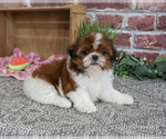 Small #2 Shih Tzu