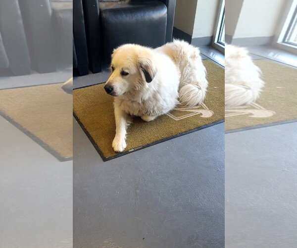 Medium Photo #2 Great Pyrenees-Unknown Mix Puppy For Sale in Grafton, WI, USA