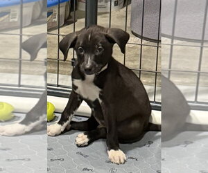 Catahoula Leopard Dog-Labrador Retriever Mix Dogs for adoption in Aurora, IN, USA
