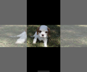 Cavalier King Charles Spaniel Puppy for sale in FREDERICKSBURG, TX, USA