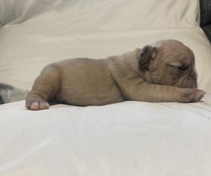 French Bulldog Puppy for sale in JUSTIN, TX, USA